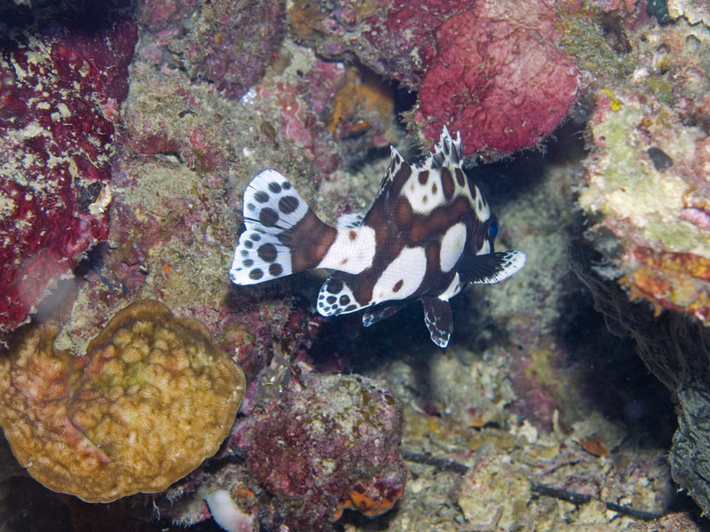 Harlequin Sweetlips, Mandarin Patch